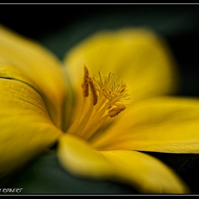 macro